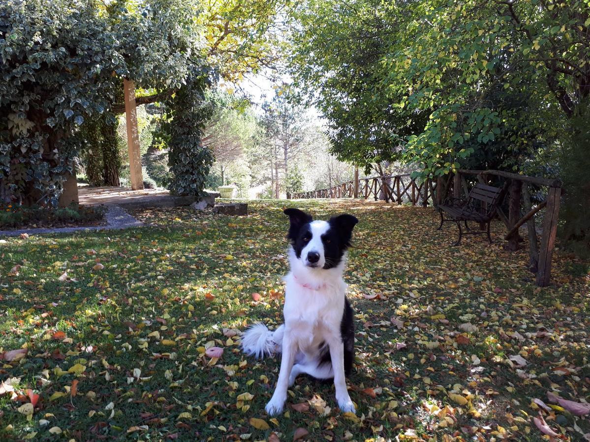 Agriturismo Villa Mozart Nel Verde Gubbio Exteriér fotografie